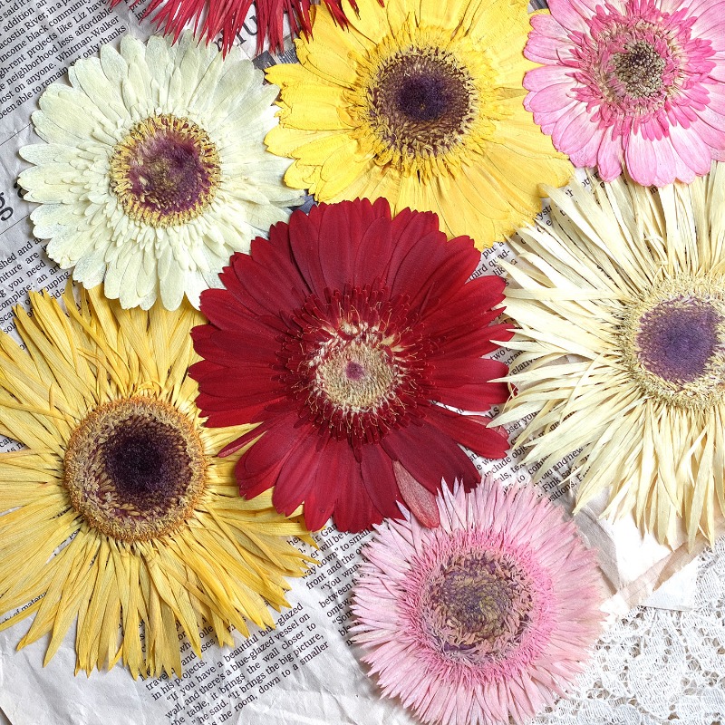 Dried Flower Bouquet - 1pcs/7-9cm,Pressed Gerbera Dried Flowers Sunshine Color