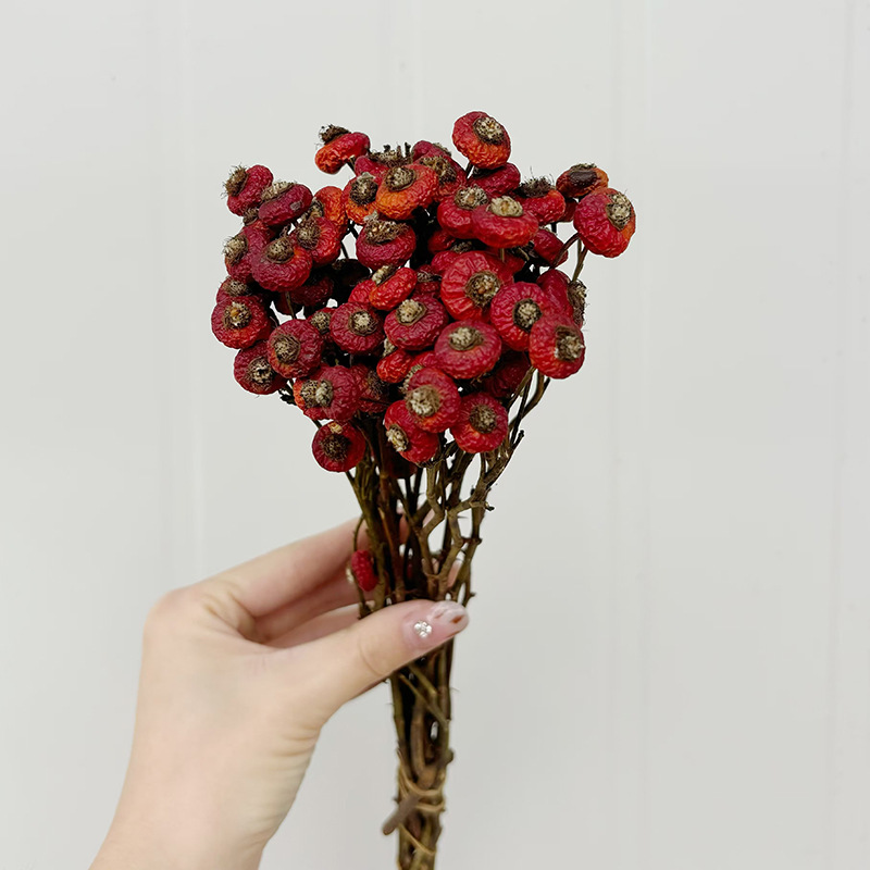 10pcs/Bunch Dried Rose Hip Ber - đánh giá và giá Dried Flower Bouquet