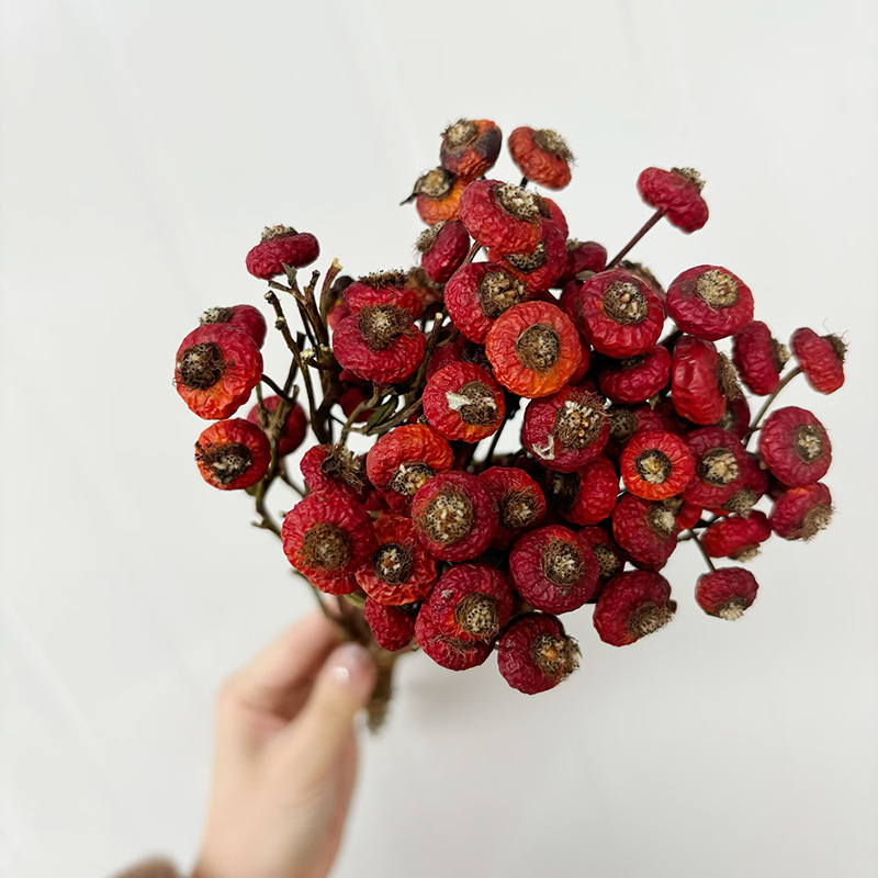 10pcs/Bunch Dried Rose Hip Ber - đánh giá và giá Dried Flower Bouquet