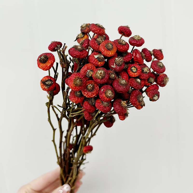 10pcs/Bunch Dried Rose Hip Ber - đánh giá và giá Dried Flower Bouquet