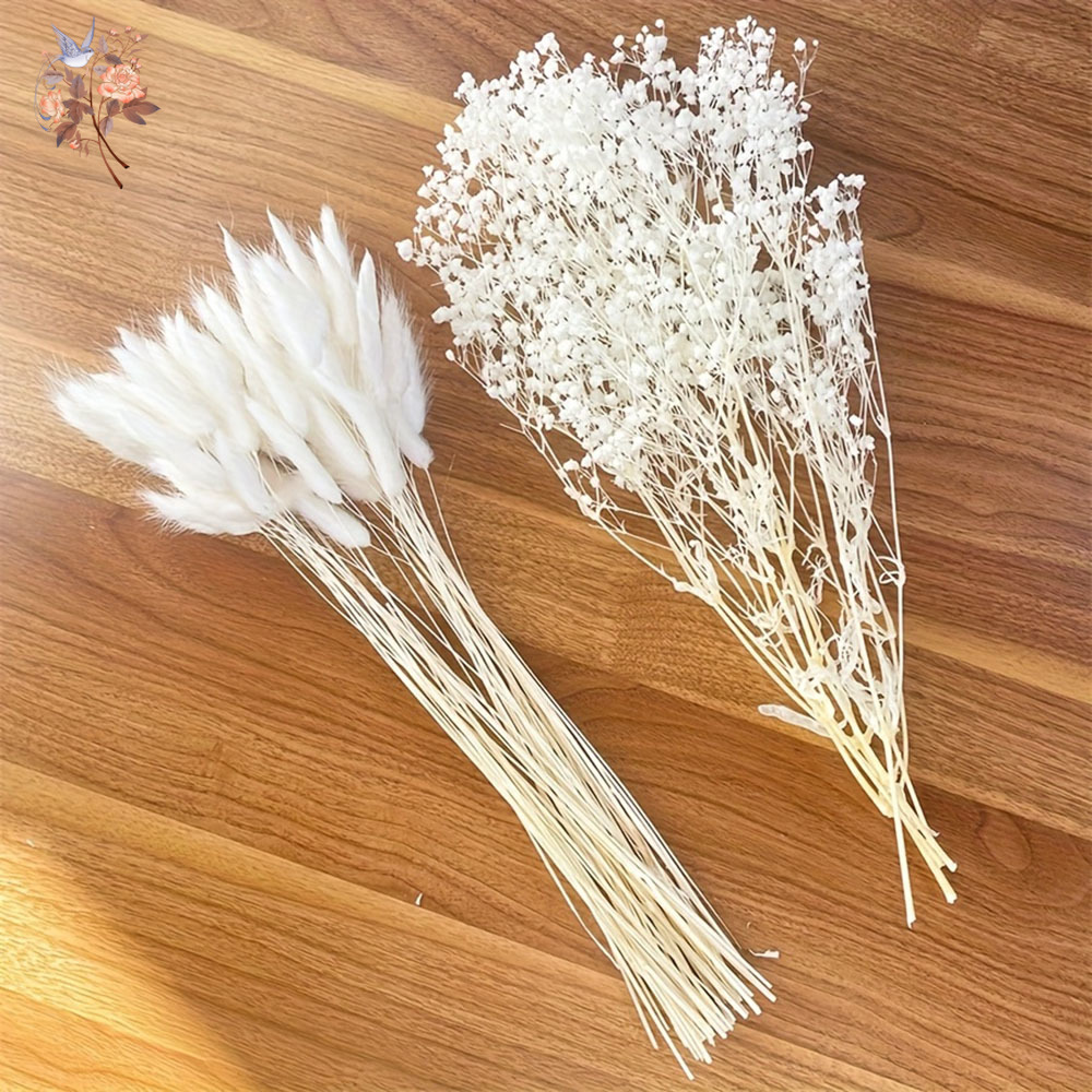 54Pcs White Dried Flower Brida - đánh giá và giá Dried Flower Bouquet