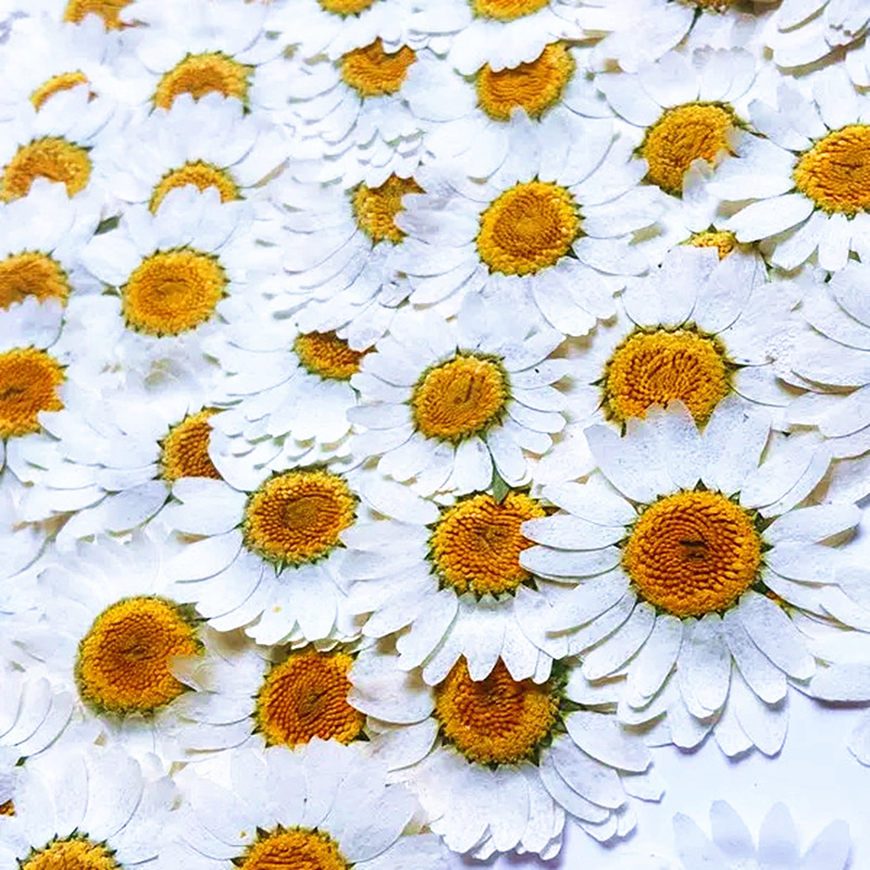 100Pcs Natural White Crystal C - đánh giá và giá Dried Flower Bouquet