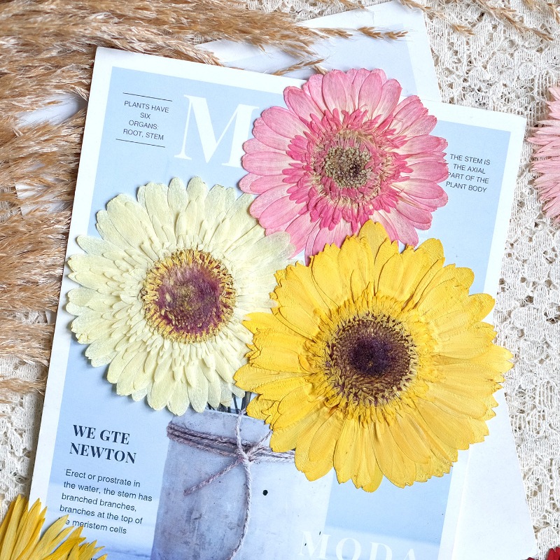 1pcs/7-9cm,Pressed Gerbera Dri - đánh giá và giá Dried Flower Bouquet