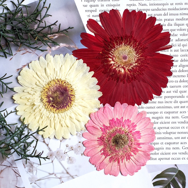 1pcs/7-9cm,Pressed Gerbera Dri - đánh giá và giá Dried Flower Bouquet