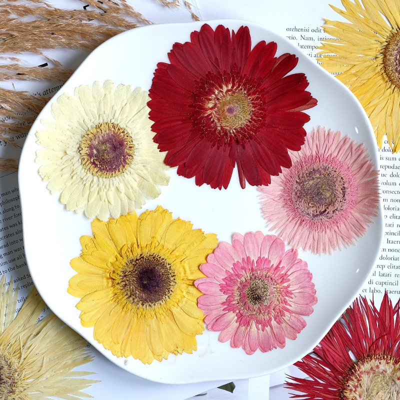 1pcs/7-9cm,Pressed Gerbera Dri - đánh giá và giá Dried Flower Bouquet