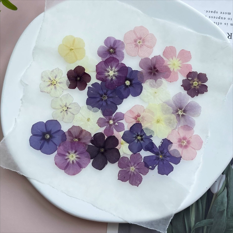 12pcs,Semi-Transparent Niche P - đánh giá và giá Dried Flower Bouquet