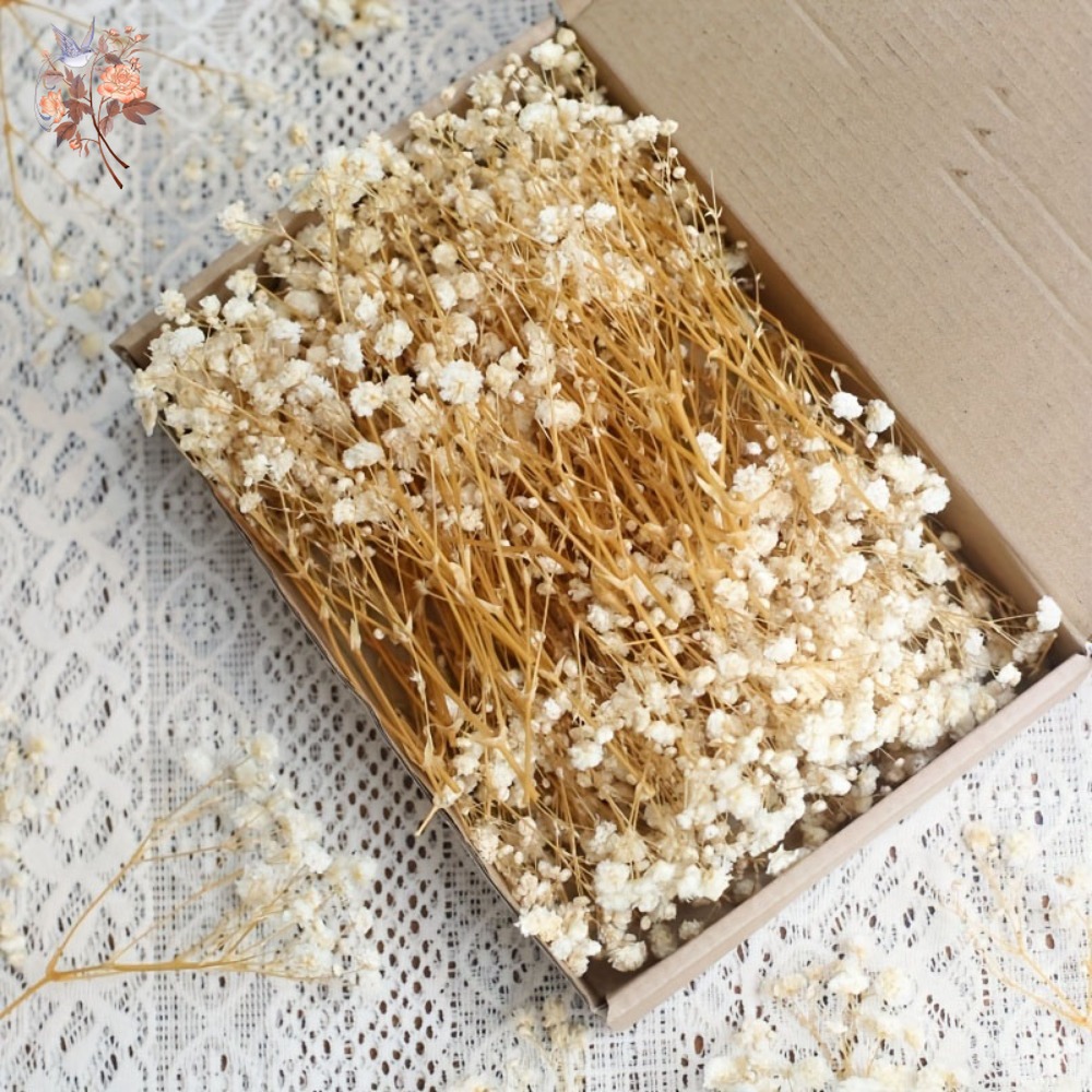100pcs Mini Dried Baby's Breat - đánh giá và giá Dried Flower Bouquet